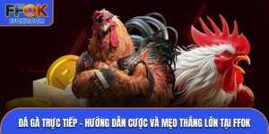 Đá gà Thomo