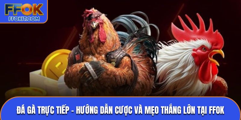 Đá gà Thomo